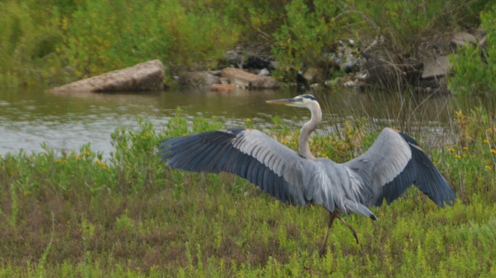 great blue heron landing in marsh